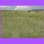 Field Of Flowers.jpg